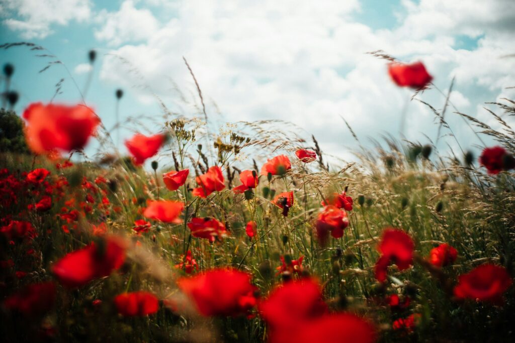 Photo by Oscar Nord on Unsplash